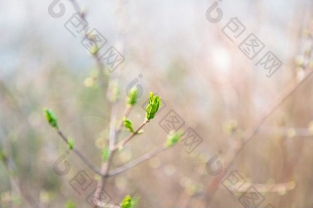 春季离焦背景模糊。具有太阳眩光效应的树枝上的春季嫩叶