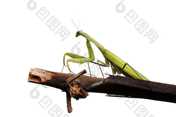 一只绿螳螂在等着受害者