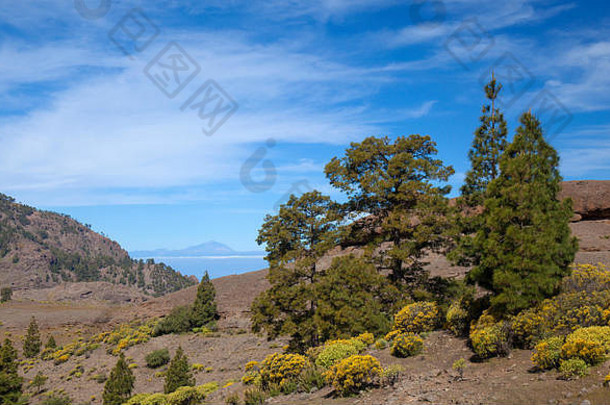 中央大加那利岛受保护的区域积分自然储备inagua加那利群岛人松树
