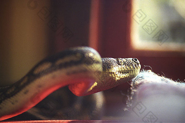 一条钻石巨蟒蛇在澳大利亚昆士兰我家旁边的餐桌上移动