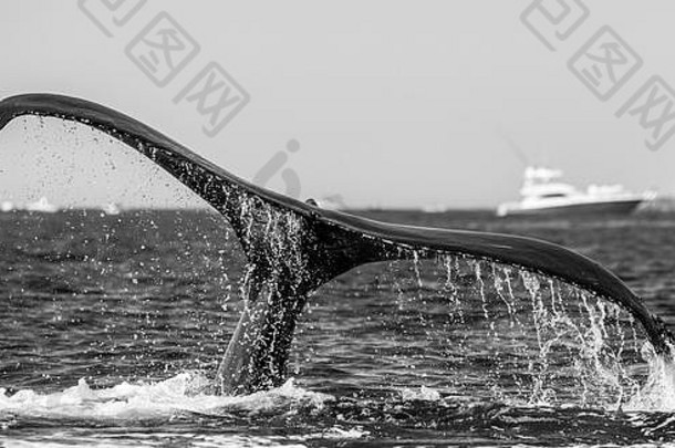 尾巴座头鲸鲸鱼墨西哥海科特斯加州半岛优秀的插图