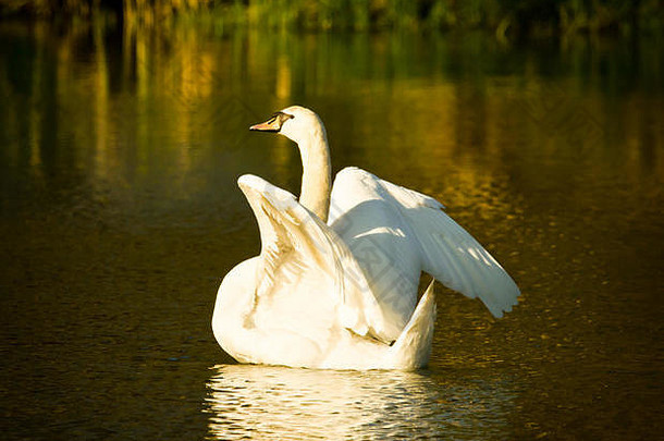 美丽的白色天鹅掠过游泳晚上太阳