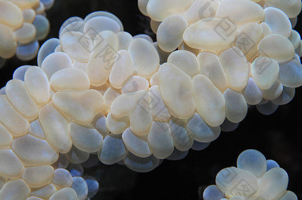 红海珊瑚礁水下的泡泡珊瑚