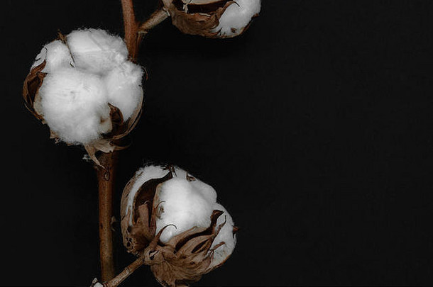 在黑色背景下，干燥的白色棉花花盛开