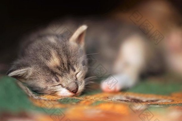 小三色灰白色棕色小猫睡觉