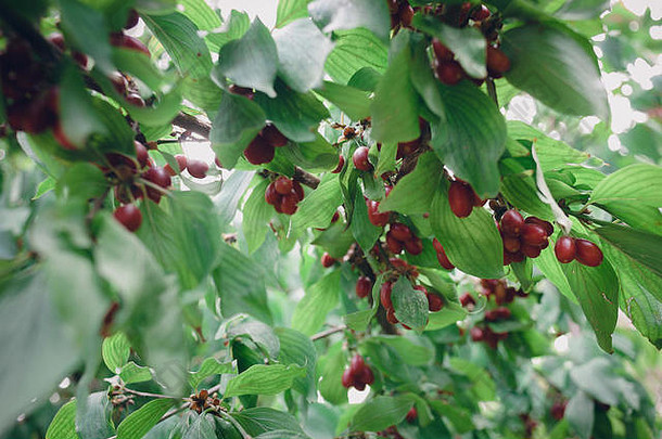 夏日花园里阳光明媚的日子里，山茱萸树上的鲜红色成熟果实。