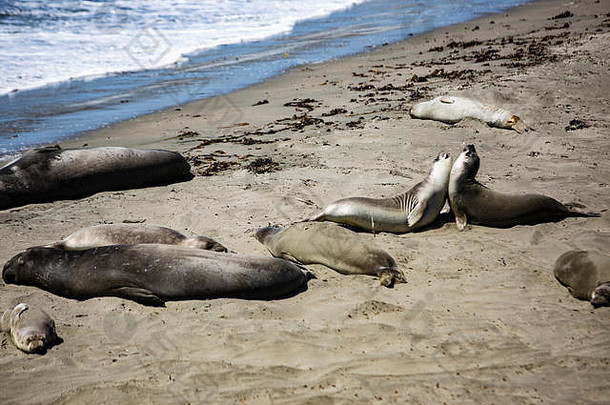 西洛文和See-Elefanten躺着海滩的加利福尼亚küstenabschnitts大关于这蒂尔<strong>享福</strong>的桑尼拉森自己从那波