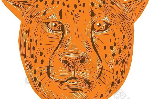 在孤立的白色背景上，一只猎豹头朝向前方的草图样式插图。