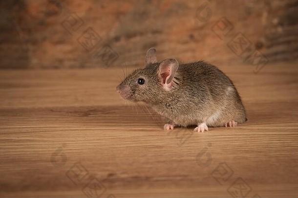一只小老鼠刚从地板上的一个洞里<strong>钻出来</strong>，是一张向左看的侧面肖像。鼠标周围有空间