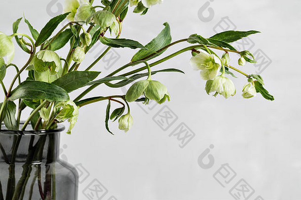 一束春天的海勒布雷花在花瓶里。春天的花卉静物画与海龙花。家居自然装饰。