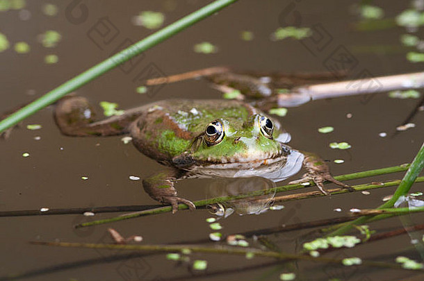 沼泽青蛙