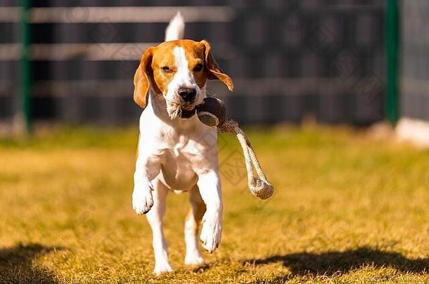 快乐的小猎犬带着飞扬的耳朵跑向摄像机