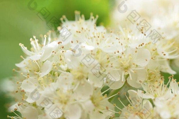 桃花花楸-花罗文。在春天降下罗文。罗文树上的白色花朵收拢了