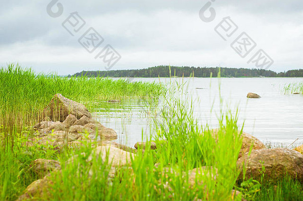 绿色芦苇安静的湾芬兰海湾区域夏天野营森林hamina芬兰芬兰语
