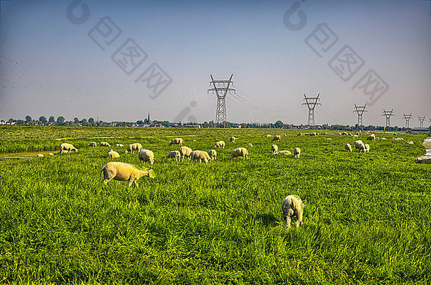 <strong>荷兰</strong>美丽的山地草地上的羊群