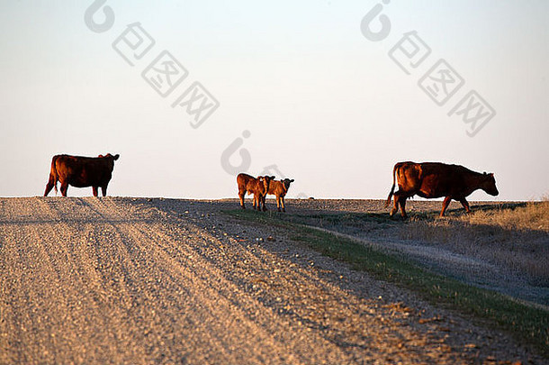 穿过萨斯喀彻温省乡村公路的牛