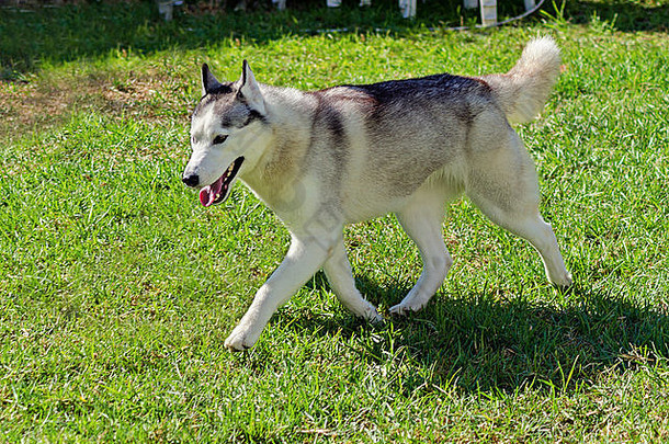 年轻的西伯利亚沙哑的狗走草坪上令人惊异的耐力的意愿工作狼