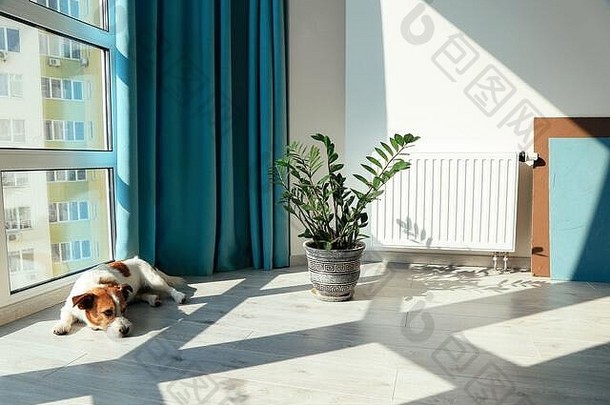 带狗的轻型现代公寓。良好的室内气候概念。狗躺在植物旁边的地板上