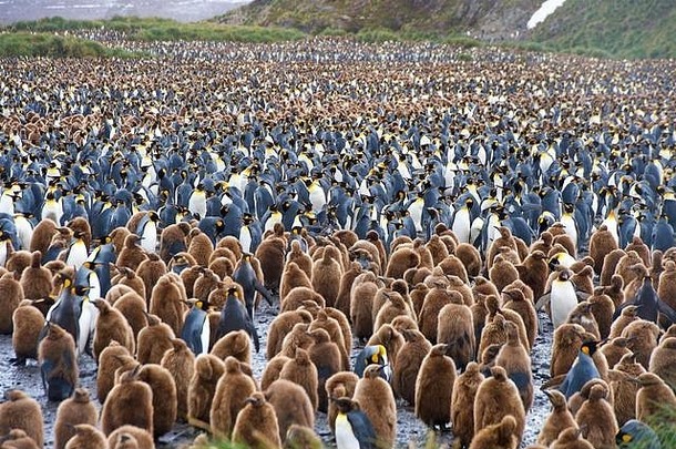 在南乔治亚州的萨尔斯伯里平原上，一个巨大的王企鹅群，有数万只个体