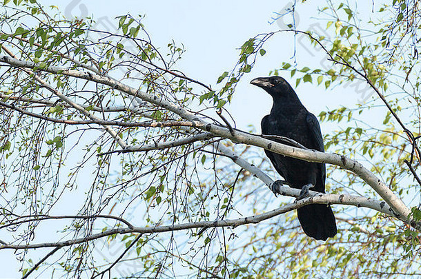 乌鸦，自然界中常见的乌鸦