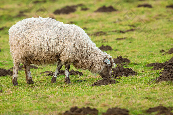 绵羊在布满鼹鼠的草地上吃草。面朝右边。鼹鼠经常被捕获，因为它们被视为<strong>有害生物</strong>，破坏了宝贵的牧草
