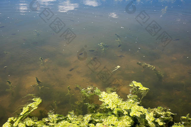 伊利诺伊州惠顿的赫里克湖自然保护区，鱼类在自然藻类生长的湖泊栖息地游泳