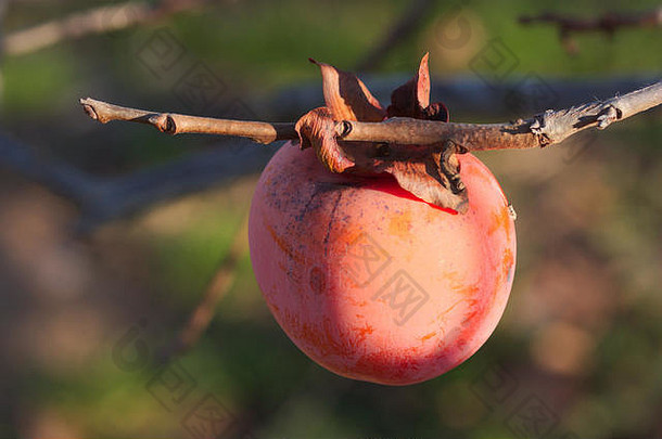 冬季午后树枝上成熟柿子的特写镜头