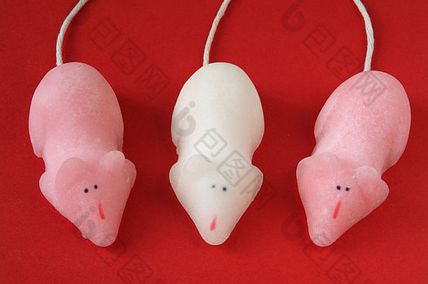 三只粉红和白糖的老鼠
