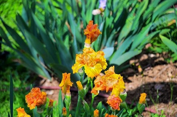 在意大利佛罗伦萨的Giardino dell'Iris（鸢尾花园）举行的一年一度的国际鸢尾花大赛上，鲜花盛开