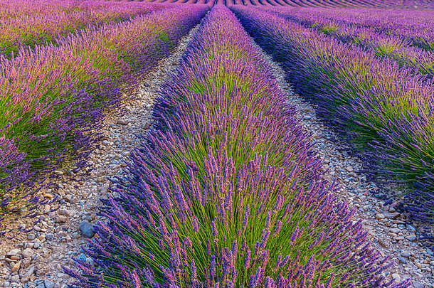 普罗旺斯瓦伦索尔附近的薰衣草丛。法国