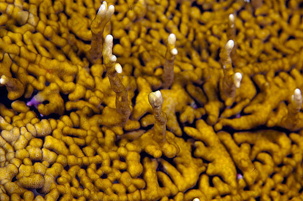 珊瑚礁上分支火珊瑚的特写镜头
