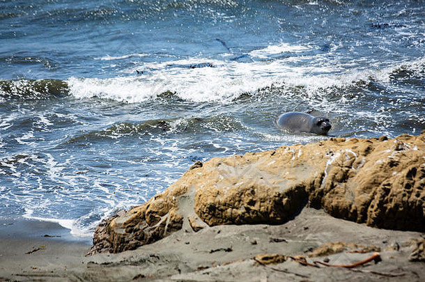 西洛文和See-Elefanten躺着海滩的加利福尼亚küstenabschnitts大关于这蒂尔享福的桑尼拉森自己从那波
