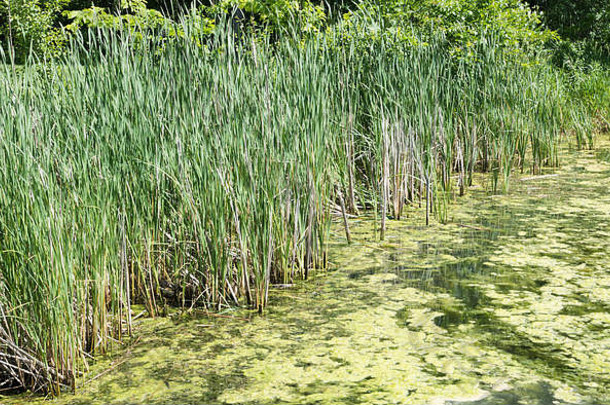 伊利诺伊州<strong>惠</strong>顿市赫里克湖自然保护区湖水上的野草和藻类