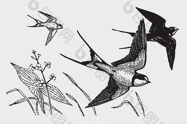 飞行精品燕子hirundorustica插图历史雕刻早期世纪可编辑的层