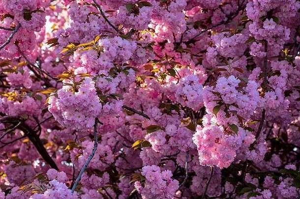 粉红色的樱桃开花背景背光阳光美丽的自然风景春天