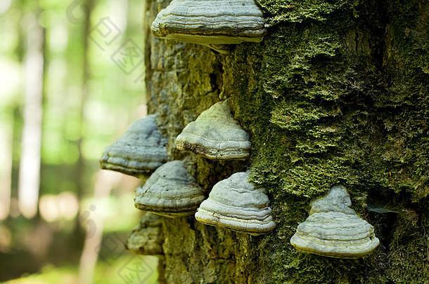 长满青苔的树干树完整的<strong>蘑菇</strong>树皮强烈的中午光