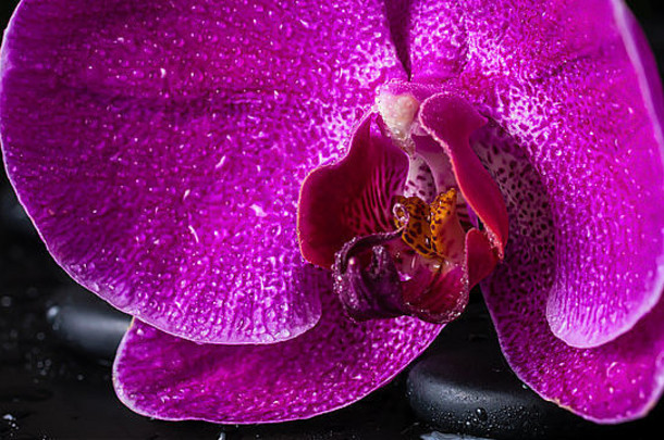 水疗中心生活美丽的深紫色的花兰花蝴蝶 兰Zen石头滴黑色的背景特写镜头