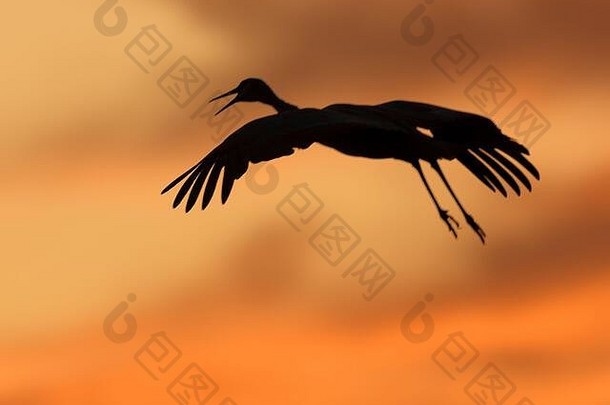 日落时分，新墨西哥州博斯克·德尔·阿帕奇国家野生动物保护区的沙丘鹤在飞翔
