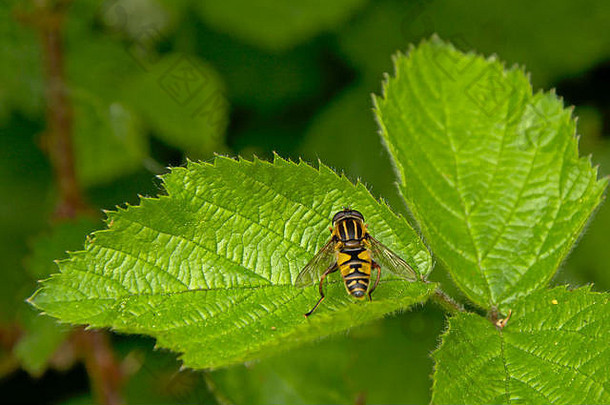 条纹食蚜蝇helophiluspendulus绿色叶