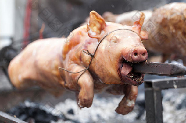 传统上，乳猪在火上旋转吐痰