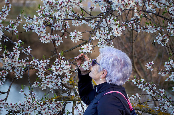 一位白发老妇人在春天盛开的树旁摆姿势
