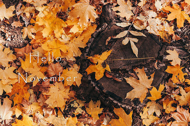 你好，十一月。秋林中一片自然的树桩和黄色的枫叶。木桩上有秋天的树叶和森林，背景为北美