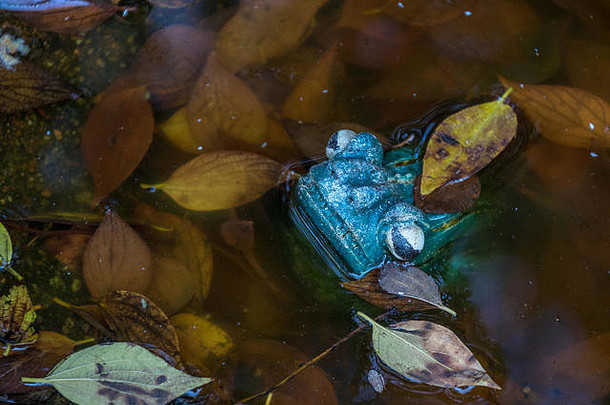 一只绿色陶瓷青蛙被隔离在一个池塘里，池塘里有水和落叶，图像中有景观格式的空间
