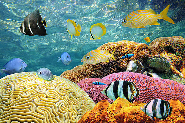 水下珊瑚礁，背景为彩色鱼类和水面