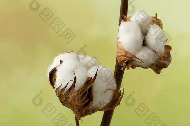 棉花的天然茎为<strong>纺织工业</strong>生产原棉