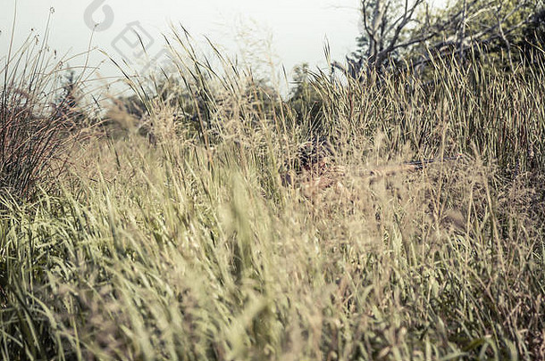 狩猎季节猎手用埋伏在<strong>高高</strong>的草丛中瞄准的狩猎场景