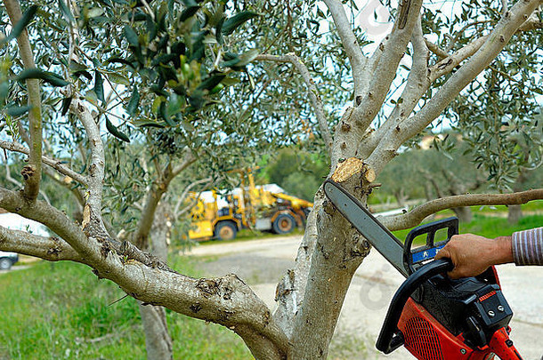 修剪橄榄树阿普利亚好农业实践木杆菌