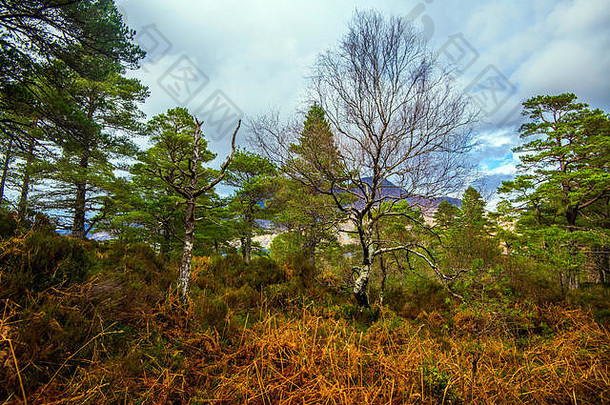苏格兰高地Ben Eighe自然保护区斜坡上的古喀里多尼亚森林景观。世界级自然遗产。