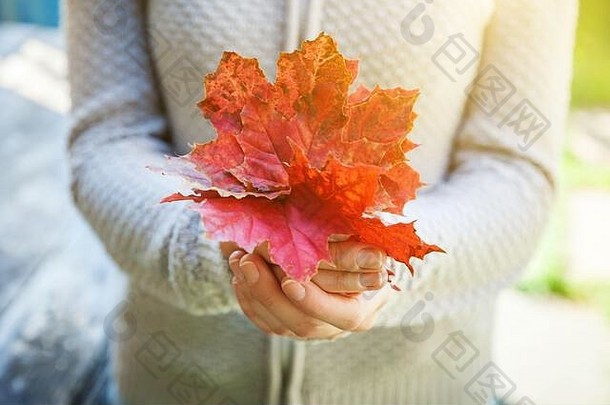 自然秋景的特写镜头：公园背景上，女人手拿着橘红色的枫叶。灵感自然<strong>十月</strong>或<strong>九</strong>月壁纸。季节观念的转变