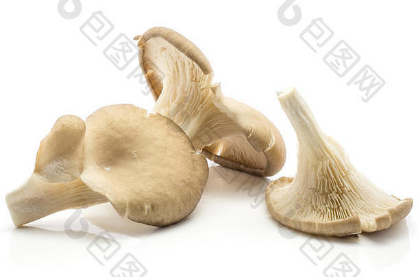 牡蛎蘑菇普通蘑菇鸵鸟孤立的白色背景生